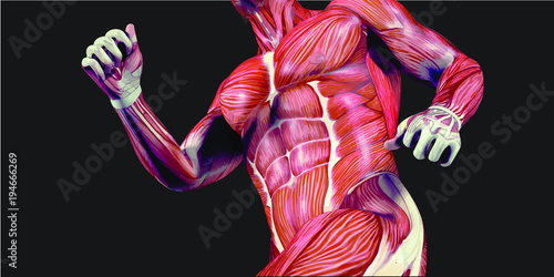 Human Body Anatomy Illustration With Visible Muscles and Tendons