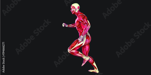 Human Body Anatomy Illustration With Visible Muscles and Tendons