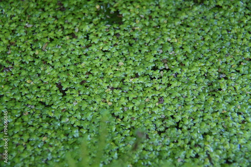 small plants on the pond water.