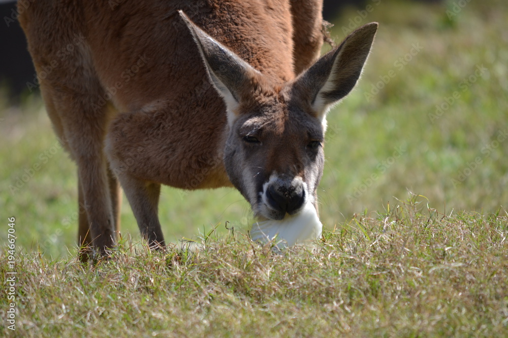Fototapeta premium 写真