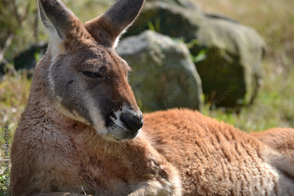 Fototapeta premium 写真