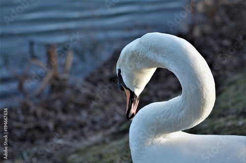 Swan