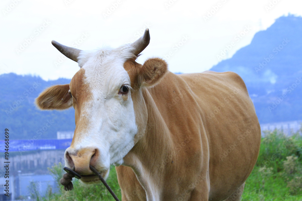 Cattle eating grass in the wild grass Cattle eating grass in the wild grass