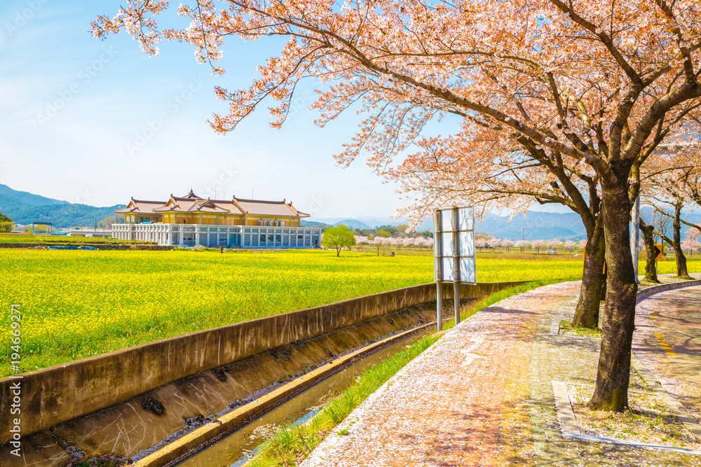 Fototapeta premium Cherry blossoms with rape flowers at spring in Korea