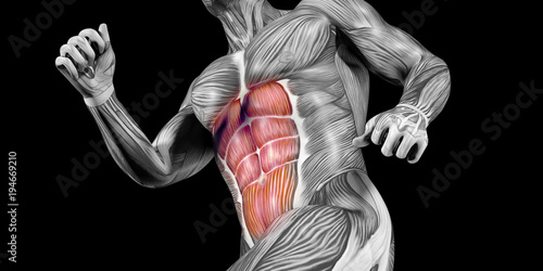 Human Male Body Anatomy Illustration with visible Muscles