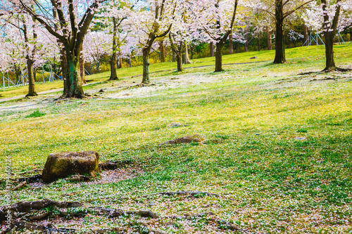 Cherry blossom trees on green lawn © Sanga