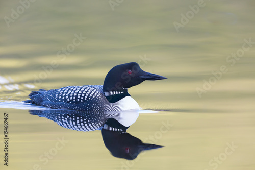 Fotografie Sunset loon