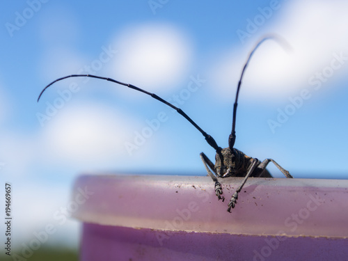 black beetle with big antenna © Maslov Dmitry