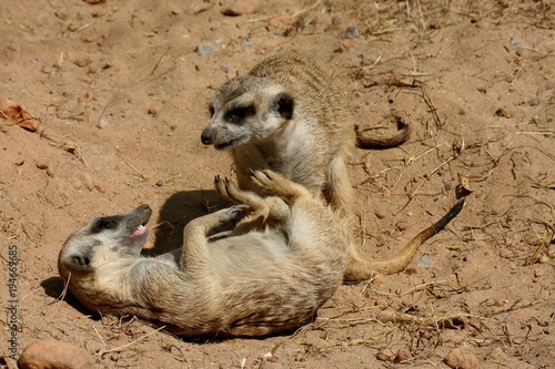 MeerKats,  stand crane one's head the neck for look into and smell round the area,  it has hair short brown,  be the mammal.