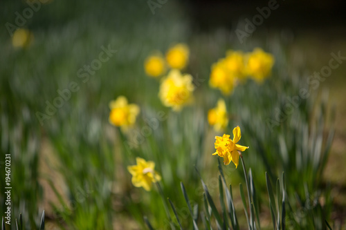 Fresh new spring yellow daffodils flower backgound copy space vibrant color