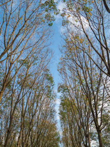Rubber plantation and blue sky