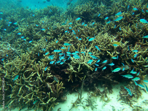 Sealife of Mystery Island  Aneityum  Vanuatu