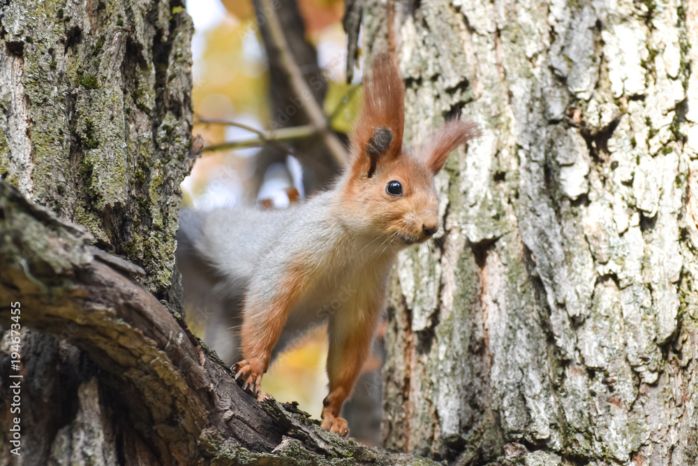 Beautiful and cheerful squirrel in the forest. Beautiful and cheerful squirrel in the forest.