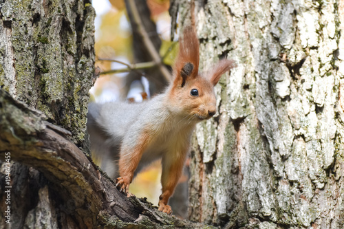 Beautiful and cheerful squirrel in the forest. © Vadim