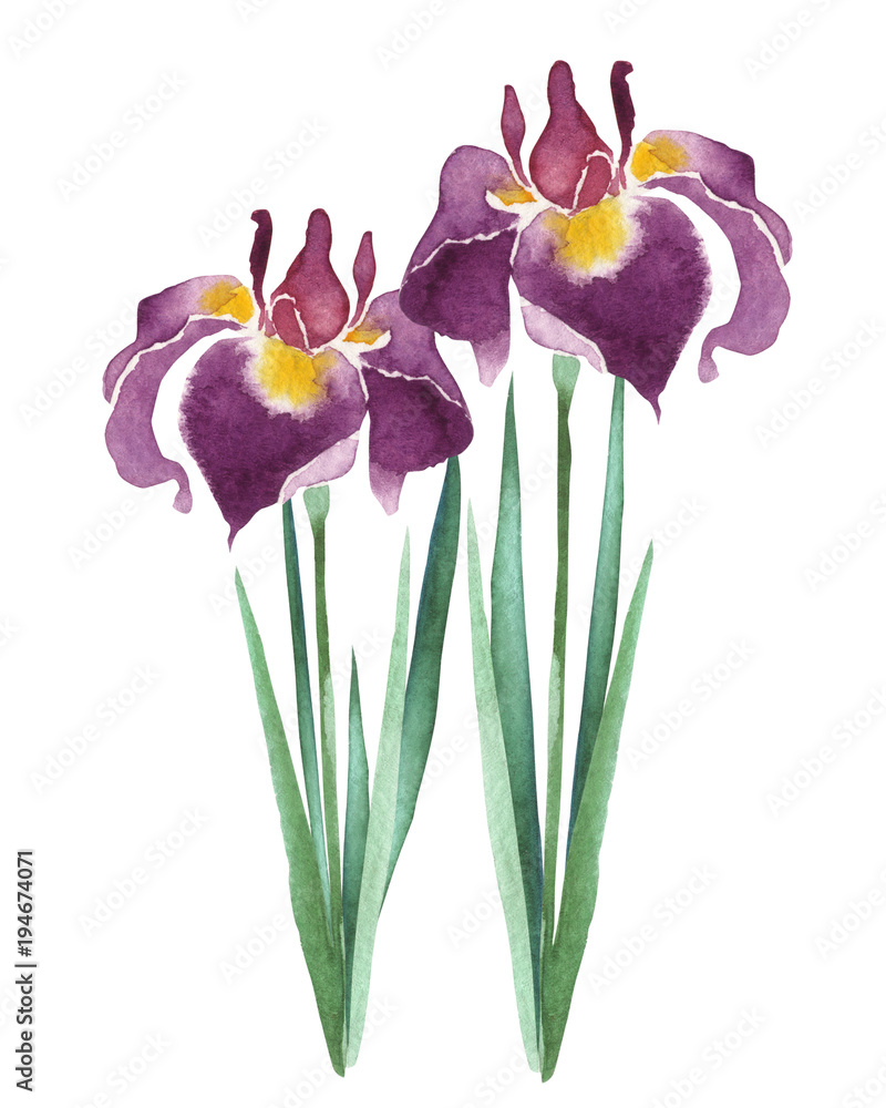 菖蒲 こどもの日 水彩 イラスト Stock イラスト Adobe Stock