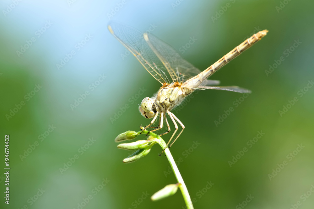 Dragonfly on a branch