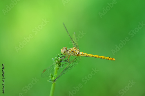 Dragonfly on a branch © Vadim