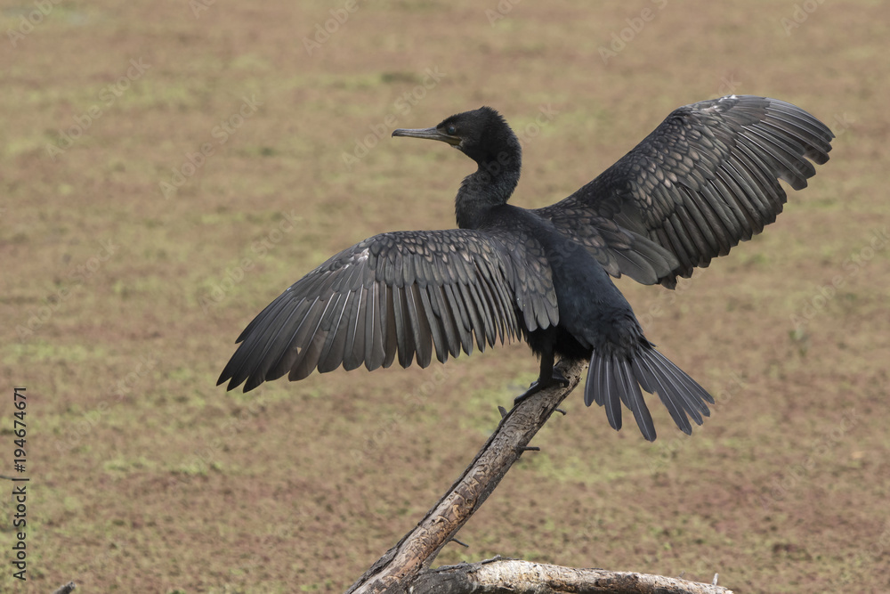 little cormorant that sits on the trunk of a tree that is in the water with its wings open little cormorant that sits on the trunk of a tree that is in the water with its wings open