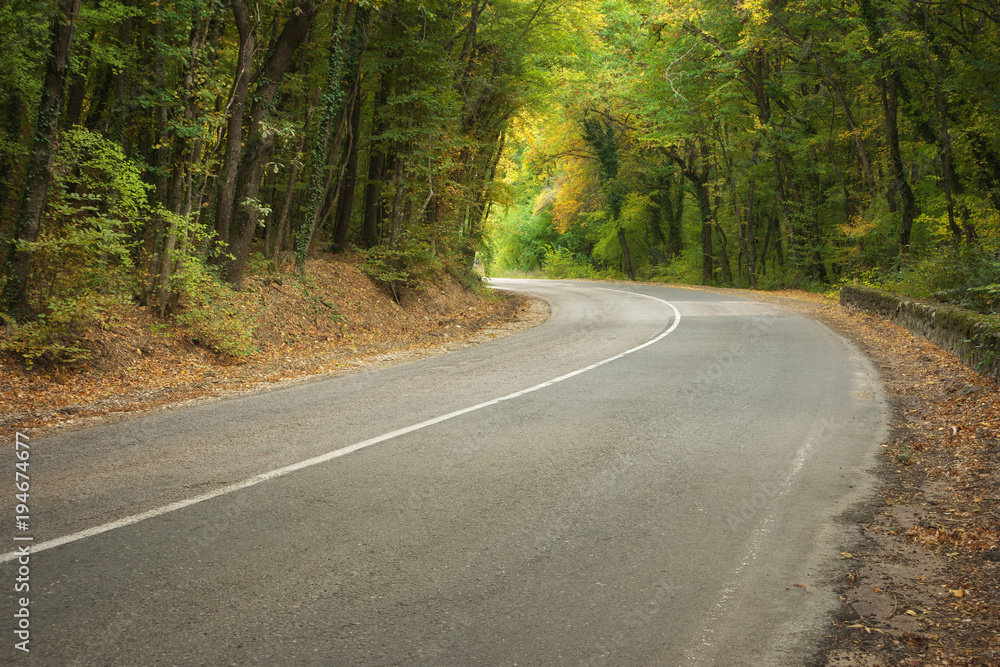 Fototapeta premium Road and autumn forest