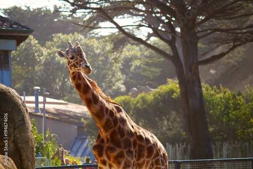 Canvas Print Curious Giraffe