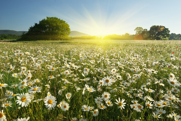 Papier peint photo Marguerites Marguerites printanières dans la prairie  © GIS