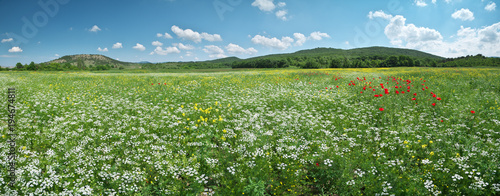 Spring flowers panorama