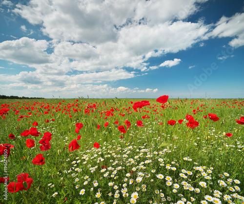 Spring flowers in meadow.