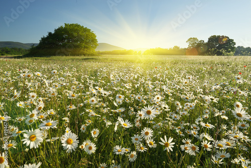 Fototapeta Naklejka Na Ścianę i Meble -  Spring daisy flowers  in meadow.
