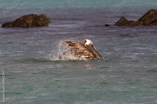 Brown Pelican (Pelecanus occidentalis urinator), Galapagos subspecies,bathing near North Seymour Island