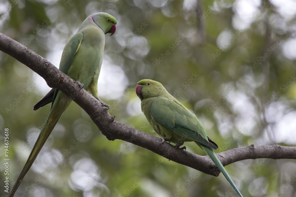 male and female rose-ringed parakeet who perform marriage dances near hollows in a tree male and female rose-ringed parakeet who perform marriage dances near hollows in a tree