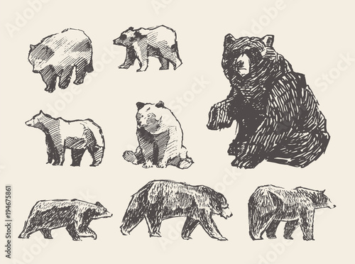 Set drawn wild beers, vector illustration, sketch