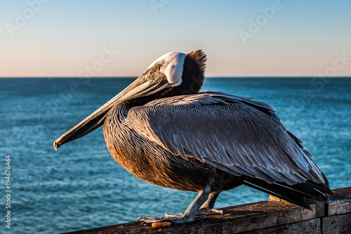 Side profile of a California brown pelican (Pelecanus occidentalis californicus) on the Oceanside pier at dawn in San Diego, California.