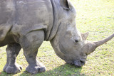 Grazing Rhinocerous close-up
