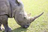Grazing Rhinocerous close-up