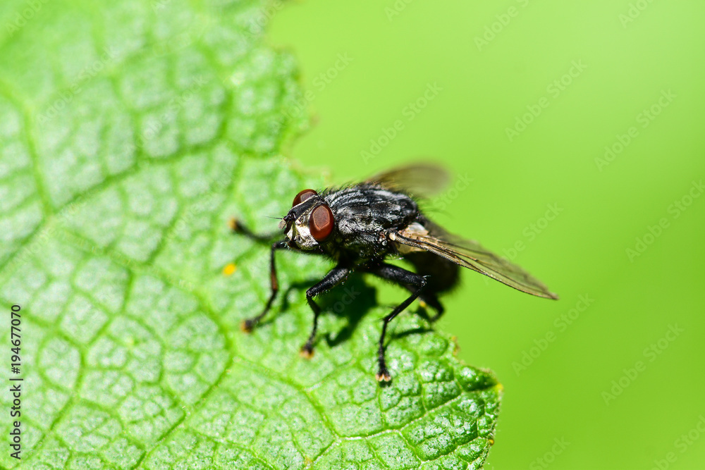 Fly (Sarcophaga) on a green leaf Fly (Sarcophaga) on a green leaf