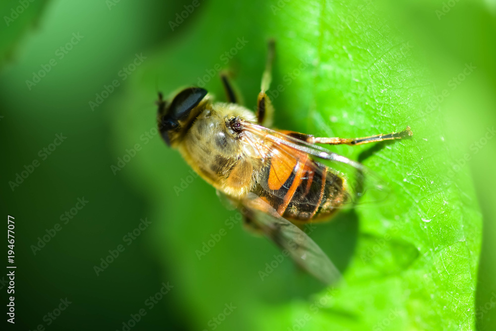 A bee sitting on a green leaf A bee sitting on a green leaf