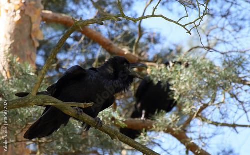 Raven / Corvus