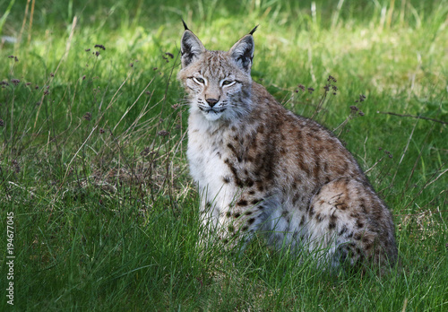 Lynx / Lynx lynx © Marc Scharping
