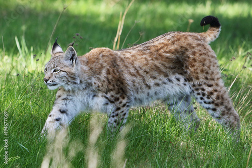 Lynx / Lynx lynx / Luchs