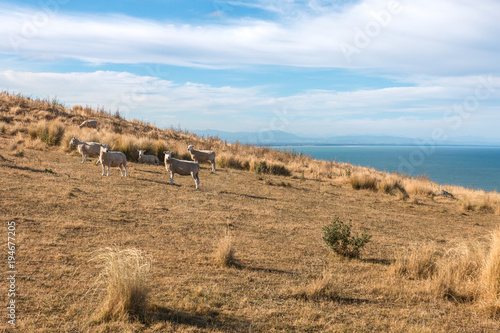 Flock of sheep on a pasture, Canterbury, New Zealand