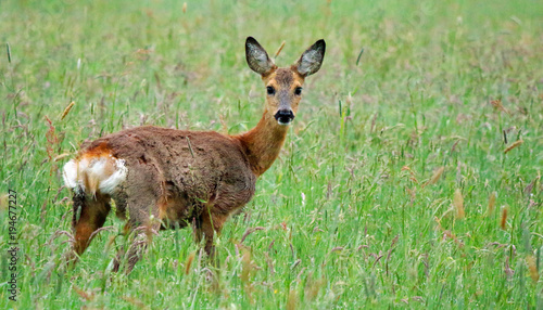 Fototapeta Naklejka Na Ścianę i Meble -  Deer / Capreolus capreolus