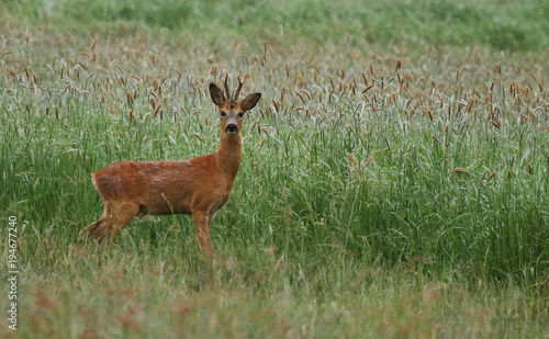 Deer / Capreolus capreolus