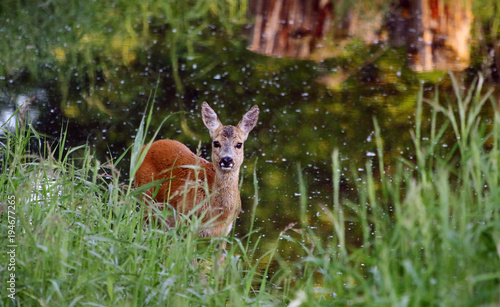 Deer / Capreolus capreolus photo