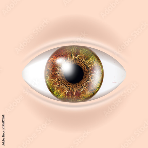 Human Eye Vector. Visual Examination. Body Check. Realistic Anatomy Illustration
