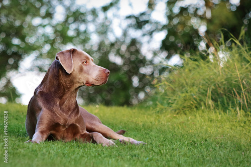 Wallpaper Mural Labrador  Torontodigital.ca