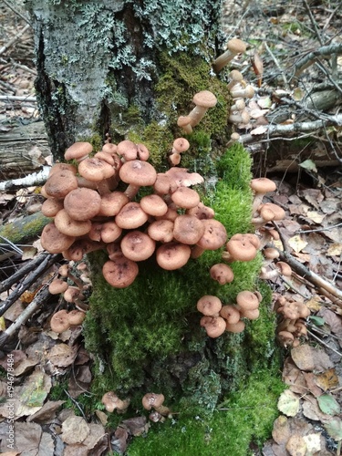 Грибы Марий Эл