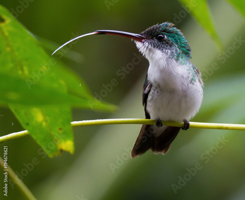 Andean green hummingbird with tongue out, Mindo, Ecuador photo