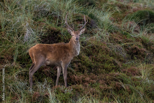 Deer / Cervus elaphus © Marc Scharping