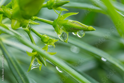 Raindrops on Oleander Leaves Buds photo