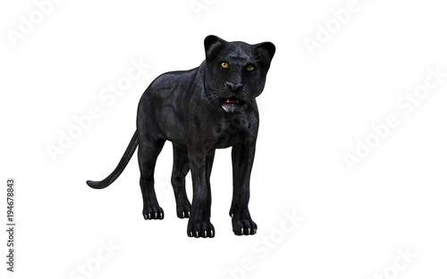 Fototapeta Naklejka Na Ścianę i Meble -  Black panther isolate on white background, Black tiger, 3d Illustration, 3d render